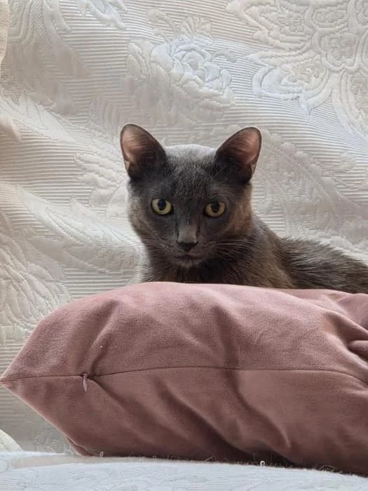 Katy Purri, female young European Shorthair for adoption at Rivanimal (Rivas-Vaciamadrid), Rivas-Vaciamadrid