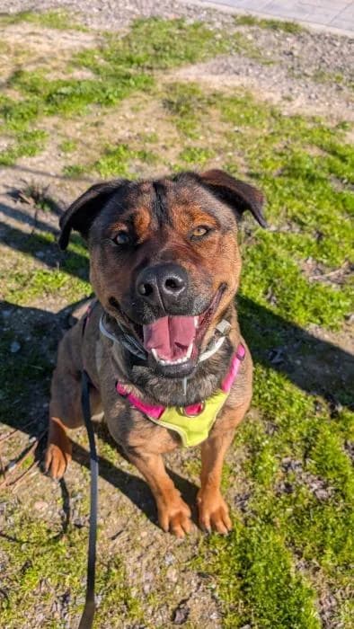 Yury, female young Mixed Breed for adoption at Rivanimal (Rivas-Vaciamadrid), Rivas-Vaciamadrid