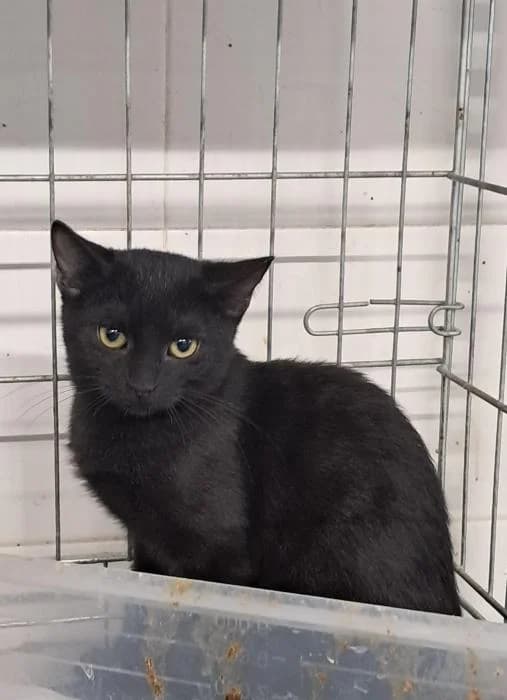 Sirat, female young European Shorthair for adoption at Rivanimal (Rivas-Vaciamadrid), Rivas-Vaciamadrid