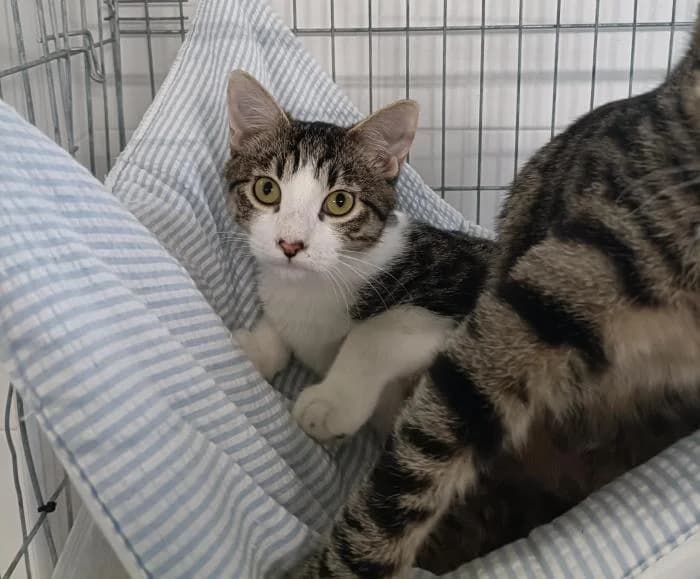 Arrullo, male young European Shorthair for adoption at Rivanimal (Rivas-Vaciamadrid), Rivas-Vaciamadrid