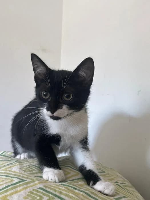 El Johnny, male puppy European Shorthair for adoption at Rivanimal (Rivas-Vaciamadrid), Rivas-Vaciamadrid