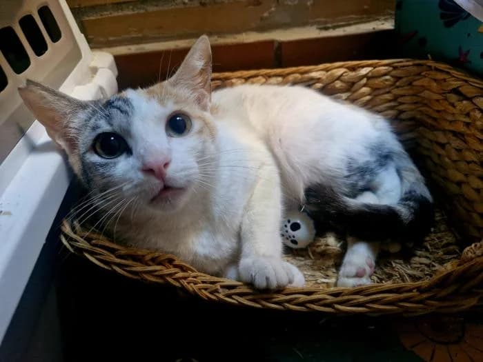 Menchu, female 3yo European Shorthair for adoption at Rivanimal (Rivas-Vaciamadrid), Rivas-Vaciamadrid