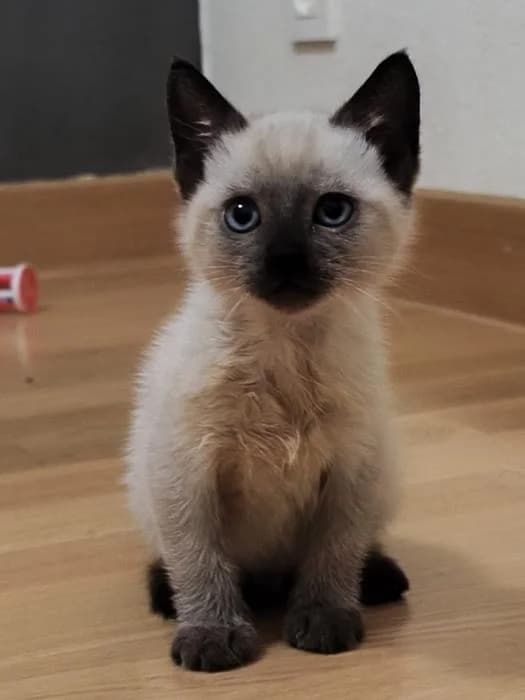 Hadar, male puppy European Shorthair for adoption at Rivanimal (Rivas-Vaciamadrid), Rivas-Vaciamadrid
