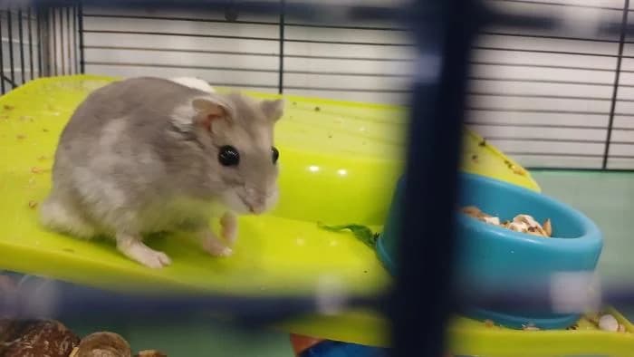 Hamtaro, male puppy Mixed Breed for adoption at Rivanimal (Rivas-Vaciamadrid), Rivas-Vaciamadrid