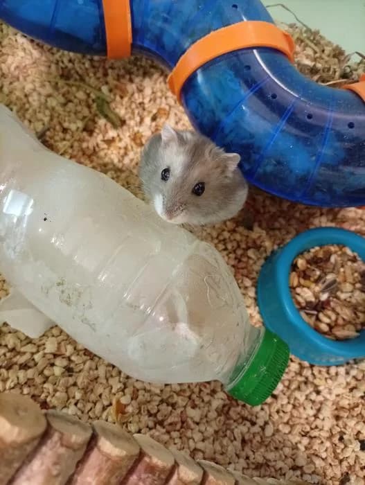 Hamtaro, male young Mixed Breed for adoption at Rivanimal (Rivas-Vaciamadrid), Rivas-Vaciamadrid