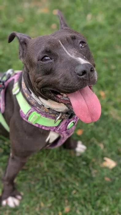 Negra, female 4yo Pit Bull Terrier for adoption at Rivanimal (Rivas-Vaciamadrid), Rivas-Vaciamadrid
