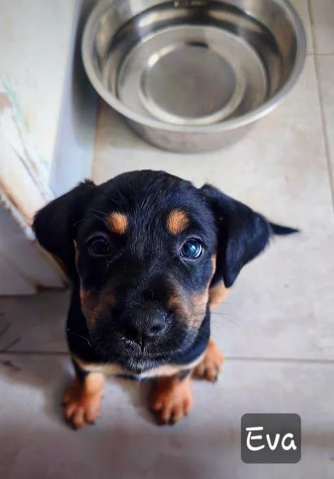 Eva, female puppy Mixed Breed for adoption at Rivanimal (Rivas-Vaciamadrid), Rivas-Vaciamadrid