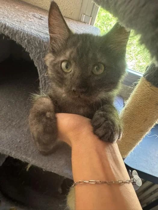 Alfredo, male puppy European Shorthair for adoption at Rivanimal (Rivas-Vaciamadrid), Rivas-Vaciamadrid