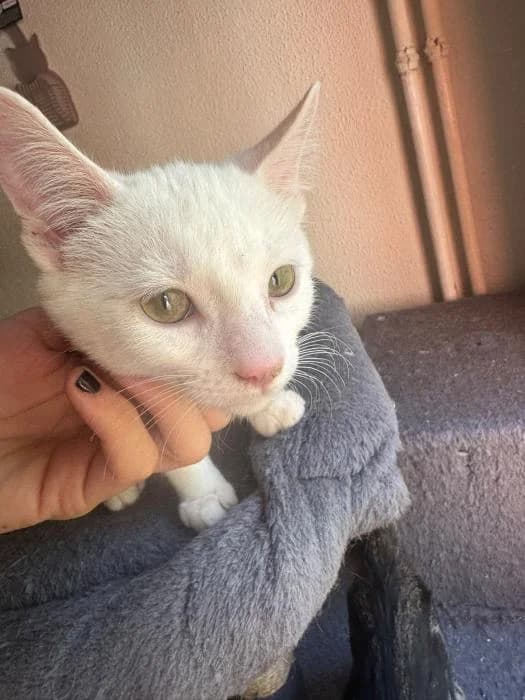 Lucas, male puppy European Shorthair for adoption at Rivanimal (Rivas-Vaciamadrid), Rivas-Vaciamadrid