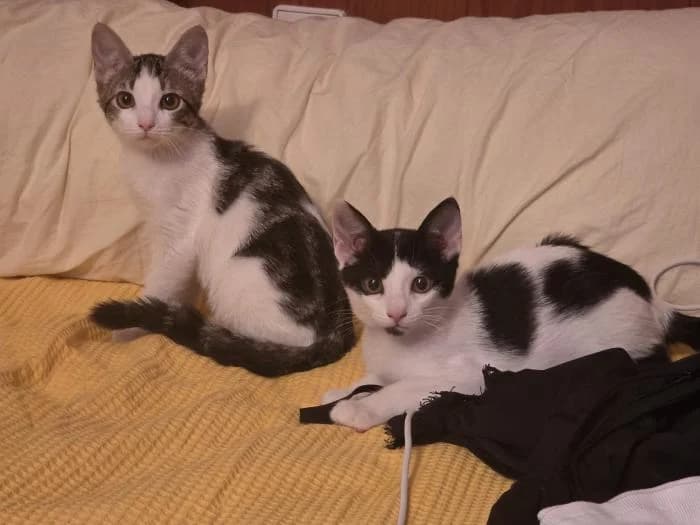 Purga, male puppy European Shorthair for adoption at Rivanimal (Rivas-Vaciamadrid), Rivas-Vaciamadrid