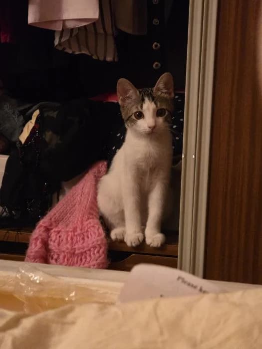 Criba, female puppy European Shorthair for adoption at Rivanimal (Rivas-Vaciamadrid), Rivas-Vaciamadrid