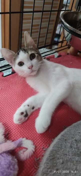 Nicky, male puppy European Shorthair for adoption at Rivanimal (Rivas-Vaciamadrid), Rivas-Vaciamadrid