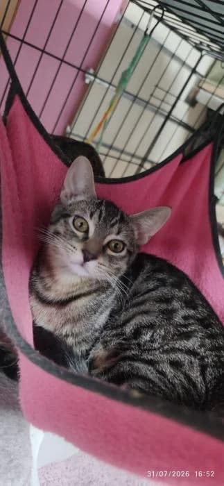 Ricky, male puppy European Shorthair for adoption at Rivanimal (Rivas-Vaciamadrid), Rivas-Vaciamadrid