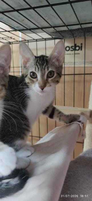 Dicky, male puppy European Shorthair for adoption at Rivanimal (Rivas-Vaciamadrid), Rivas-Vaciamadrid