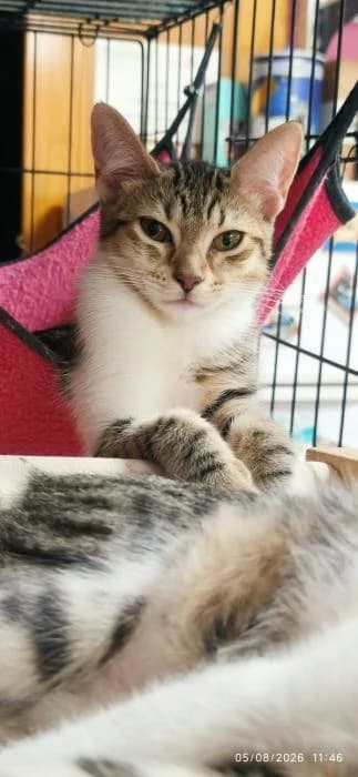 Down, female puppy European Shorthair for adoption at Rivanimal (Rivas-Vaciamadrid), Rivas-Vaciamadrid