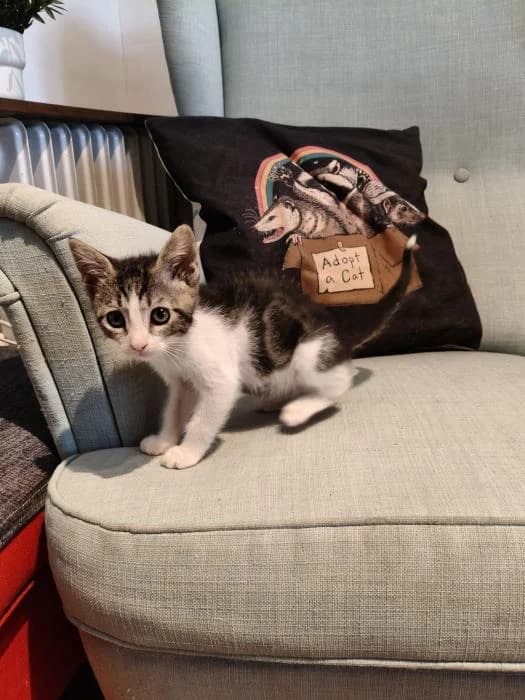 Celeste, female puppy European Shorthair for adoption at Rivanimal (Rivas-Vaciamadrid), Rivas-Vaciamadrid