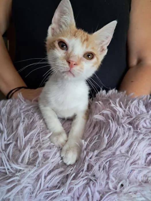 Totopo, male puppy European Shorthair for adoption at Rivanimal (Rivas-Vaciamadrid), Rivas-Vaciamadrid