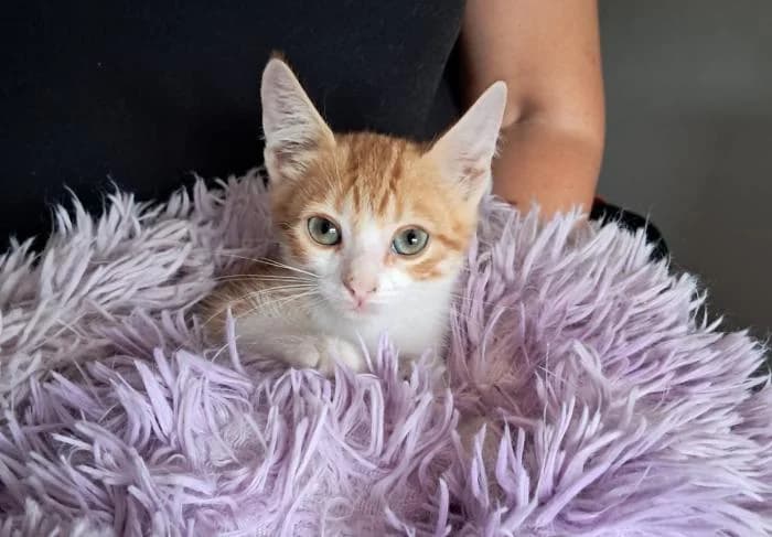 Pochoclo, male puppy European Shorthair for adoption at Rivanimal (Rivas-Vaciamadrid), Rivas-Vaciamadrid