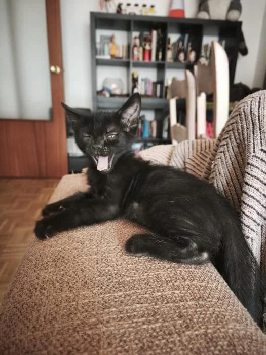 Plomo, male puppy European Shorthair for adoption at Rivanimal (Rivas-Vaciamadrid), Rivas-Vaciamadrid