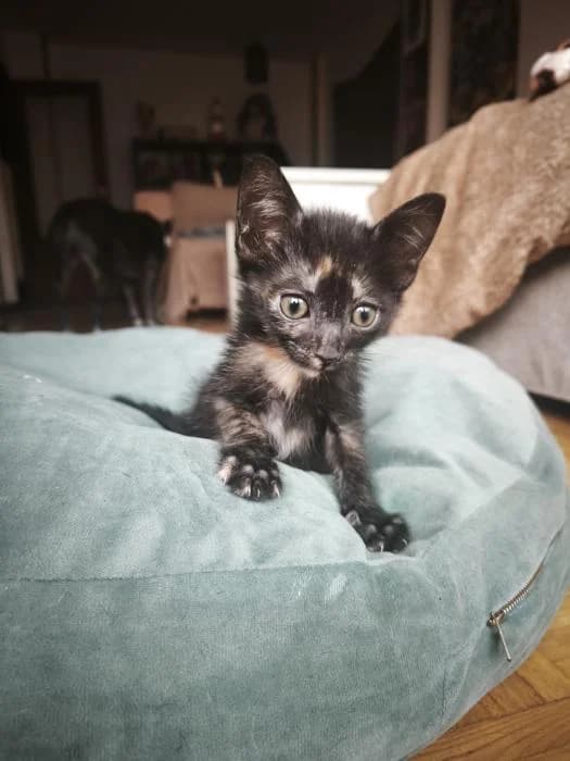 Plata, female puppy European Shorthair for adoption at Rivanimal (Rivas-Vaciamadrid), Rivas-Vaciamadrid