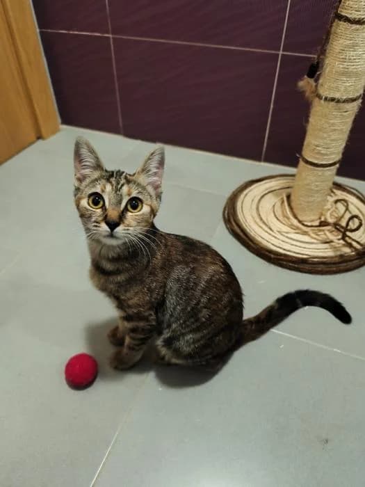 Bacarra, female puppy European Shorthair for adoption at Rivanimal (Rivas-Vaciamadrid), Rivas-Vaciamadrid
