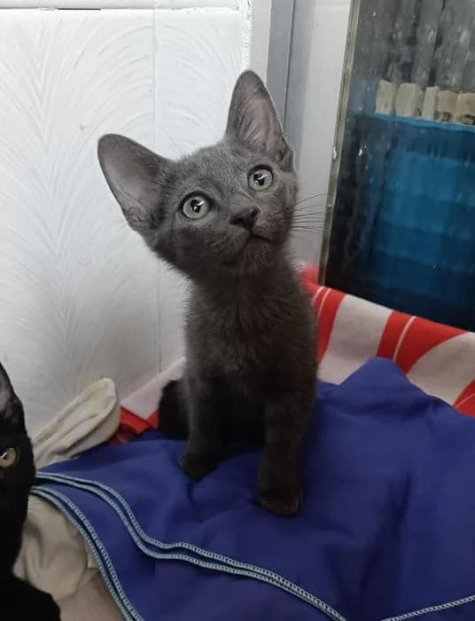Aurelio, male puppy European Shorthair for adoption at Rivanimal (Rivas-Vaciamadrid), Rivas-Vaciamadrid