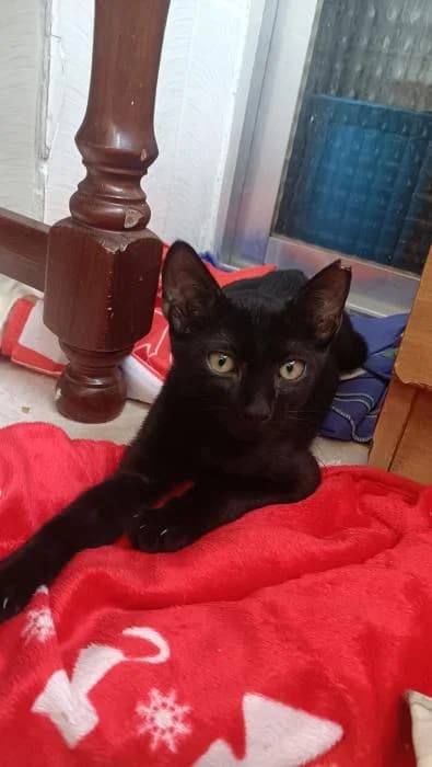 Axel, male puppy European Shorthair for adoption at Rivanimal (Rivas-Vaciamadrid), Rivas-Vaciamadrid