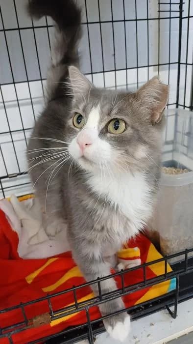 Celio, male young European Shorthair for adoption at Rivanimal (Rivas-Vaciamadrid), Rivas-Vaciamadrid