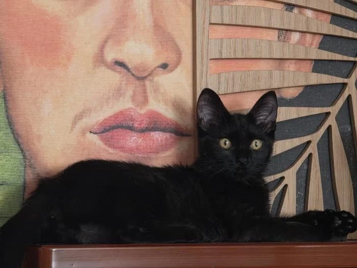 SarοΏ½n, male puppy European Shorthair for adoption at Rivanimal (Rivas-Vaciamadrid), Rivas-Vaciamadrid