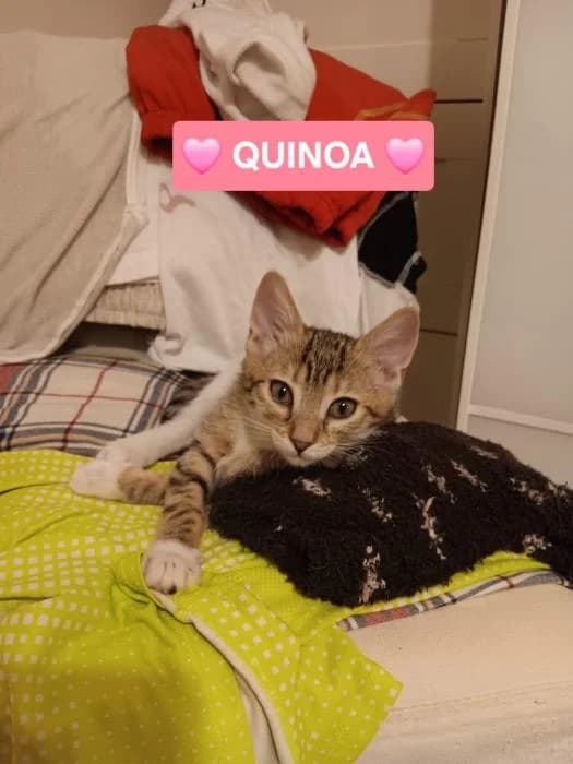 Quinoa, female puppy European Shorthair for adoption at Rivanimal (Rivas-Vaciamadrid), Rivas-Vaciamadrid