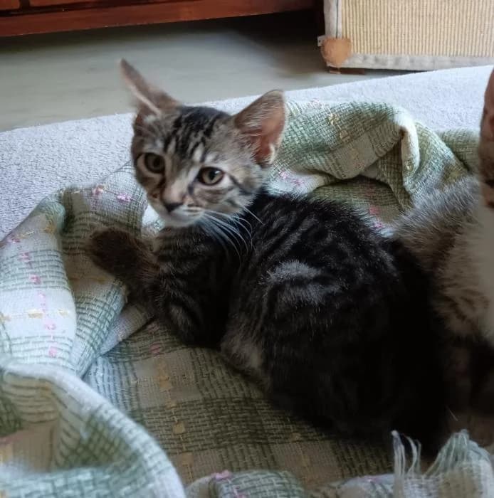 Chia, female puppy European Shorthair for adoption at Rivanimal (Rivas-Vaciamadrid), Rivas-Vaciamadrid