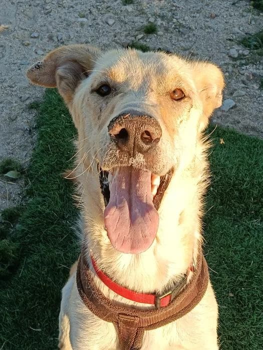 Mara, female young Mixed Breed for adoption at Rivanimal (Rivas-Vaciamadrid), Rivas-Vaciamadrid