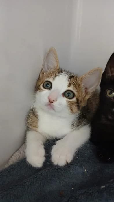 Kim, female puppy European Shorthair for adoption at Rivanimal (Rivas-Vaciamadrid), Rivas-Vaciamadrid