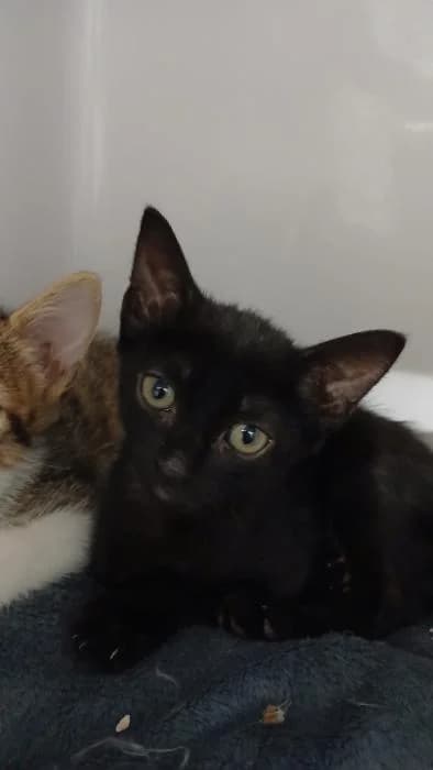 Kam, female puppy European Shorthair for adoption at Rivanimal (Rivas-Vaciamadrid), Rivas-Vaciamadrid