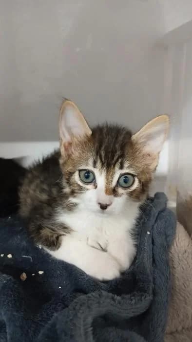 Kum, male puppy European Shorthair for adoption at Rivanimal (Rivas-Vaciamadrid), Rivas-Vaciamadrid