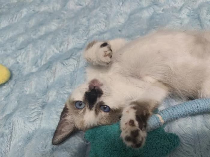 Jaleo, male puppy European Shorthair for adoption at Rivanimal (Rivas-Vaciamadrid), Rivas-Vaciamadrid