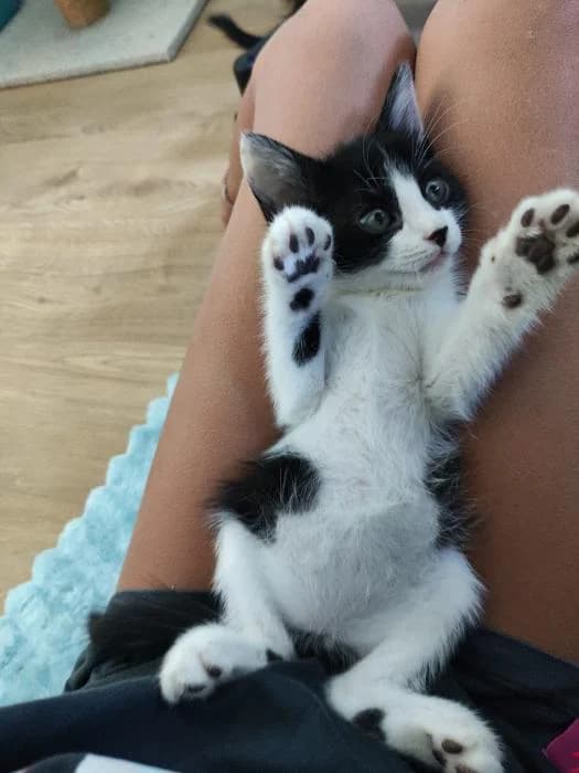 Sarao, male puppy European Shorthair for adoption at Rivanimal (Rivas-Vaciamadrid), Rivas-Vaciamadrid