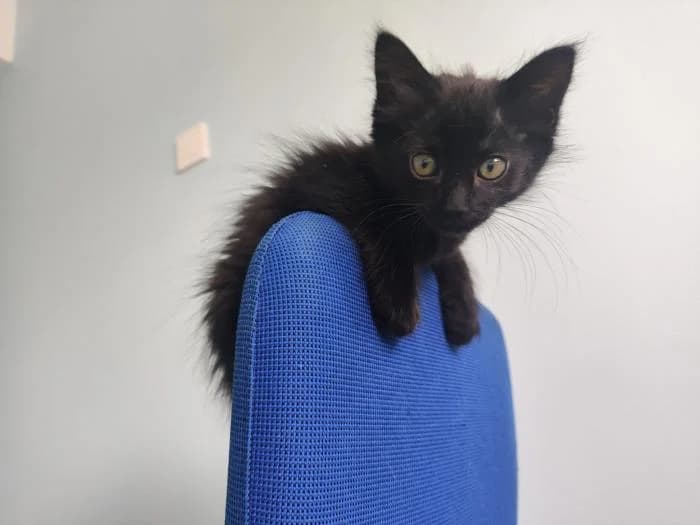 Jarana, female puppy European Shorthair for adoption at Rivanimal (Rivas-Vaciamadrid), Rivas-Vaciamadrid