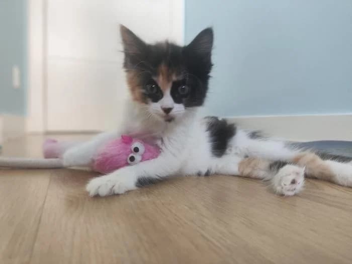 Farra, female puppy European Shorthair for adoption at Rivanimal (Rivas-Vaciamadrid), Rivas-Vaciamadrid