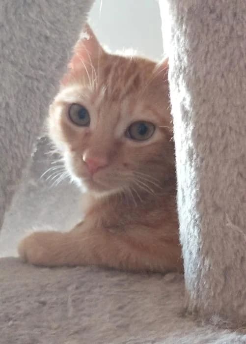 Gauss, male puppy European Shorthair for adoption at Rivanimal (Rivas-Vaciamadrid), Rivas-Vaciamadrid