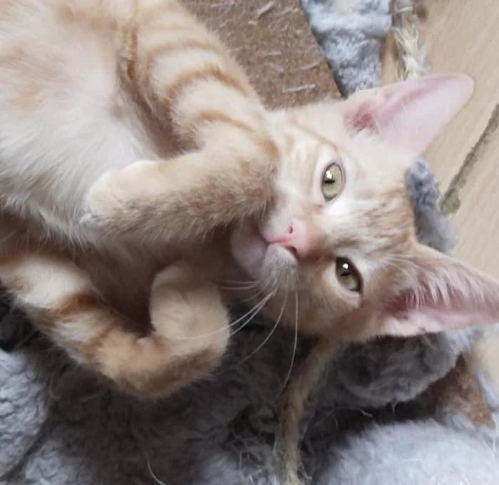Riemann, male puppy European Shorthair for adoption at Rivanimal (Rivas-Vaciamadrid), Rivas-Vaciamadrid