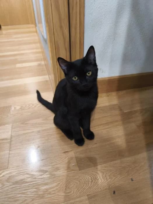 Ponti, male puppy European Shorthair for adoption at Rivanimal (Rivas-Vaciamadrid), Rivas-Vaciamadrid
