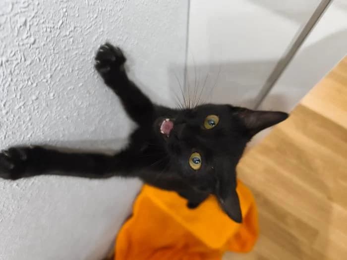 Piti, male puppy European Shorthair for adoption at Rivanimal (Rivas-Vaciamadrid), Rivas-Vaciamadrid