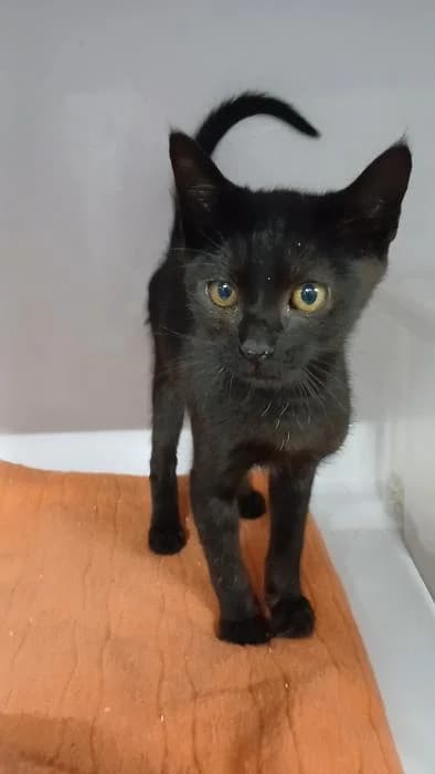 Ismael Rivas, male puppy European Shorthair for adoption at Rivanimal (Rivas-Vaciamadrid), Rivas-Vaciamadrid