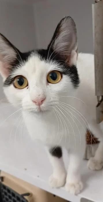 Catwoman, female puppy European Shorthair for adoption at Rivanimal (Rivas-Vaciamadrid), Rivas-Vaciamadrid