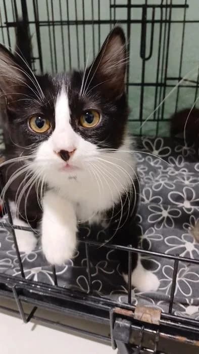 Tapa, female puppy European Shorthair for adoption at Rivanimal (Rivas-Vaciamadrid), Rivas-Vaciamadrid