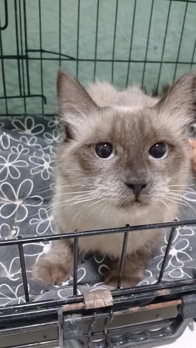 Llanta, female young European Shorthair for adoption at Rivanimal (Rivas-Vaciamadrid), Rivas-Vaciamadrid