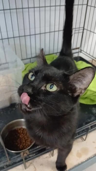Vovoreta, female 3yo European Shorthair for adoption at Rivanimal (Rivas-Vaciamadrid), Rivas-Vaciamadrid