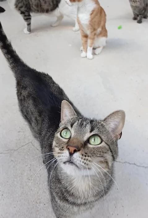 Bego�o, male young European Shorthair for adoption at Rivanimal (Rivas-Vaciamadrid), Rivas-Vaciamadrid
