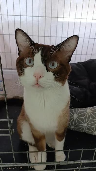 Maleante, male 4yo European Shorthair for adoption at Rivanimal (Rivas-Vaciamadrid), Rivas-Vaciamadrid